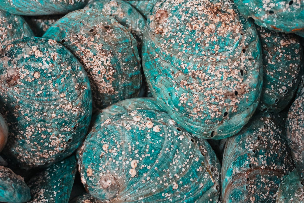Australian Blacklip Abalone Shells