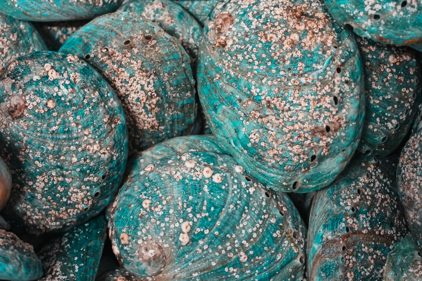 Australian Blacklip Abalone Shells
