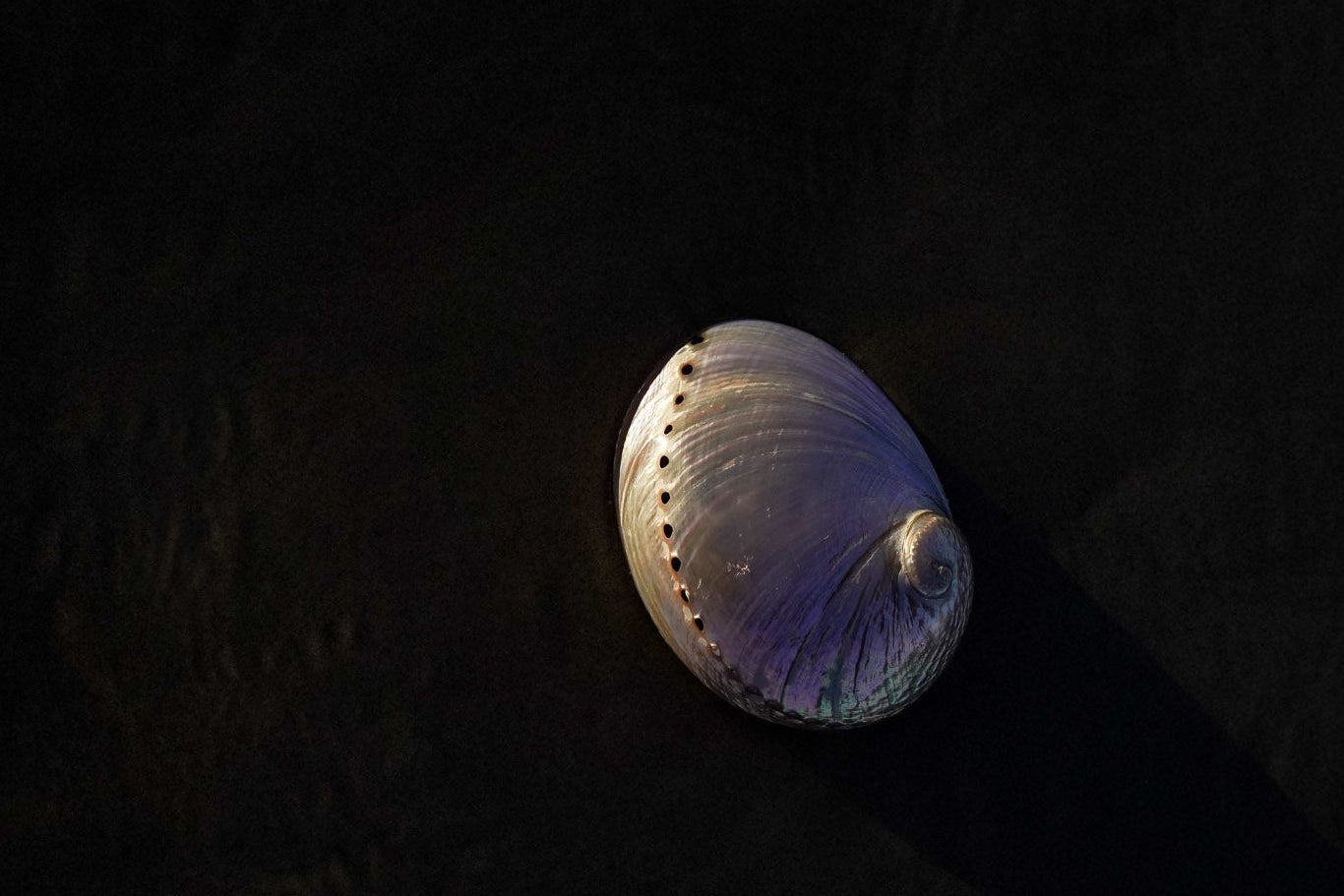 Abalone Shell